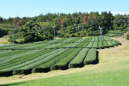 Plant of green tea on the mountain and wild wheelの写真素材