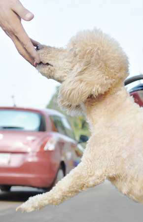 playing with a toy poodle dog,cream colorの写真素材