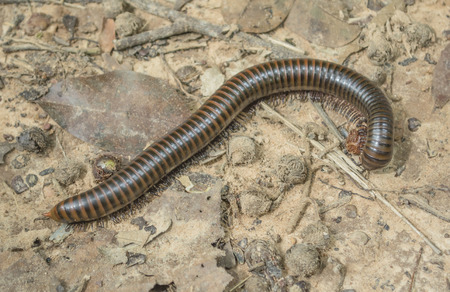 Millipede eating on groundの写真素材