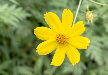 close up of yellow flowers with leaf backgroundの写真素材