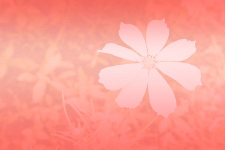 flower abstract background,orange color toneの写真素材