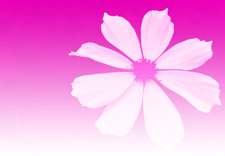 flower abstract background,pink color toneの写真素材