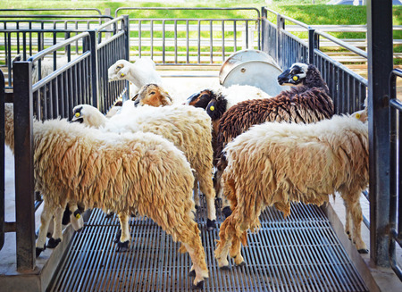 sheep in the stableの写真素材