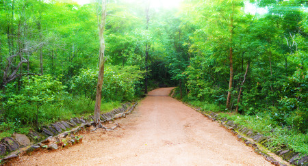 way go to forest with sun lightの写真素材