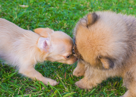 Pomeranian and chihuahua dog playingの写真素材