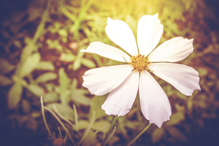 close up of white daisy flowers with leaf background, vintage style processの写真素材