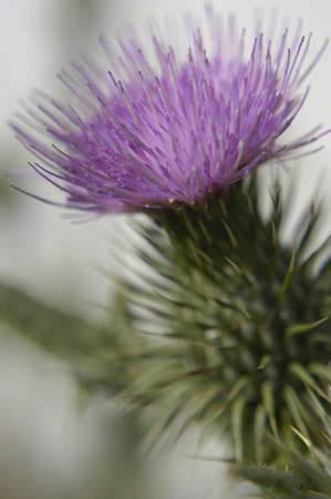 Flowering Thistleの写真素材