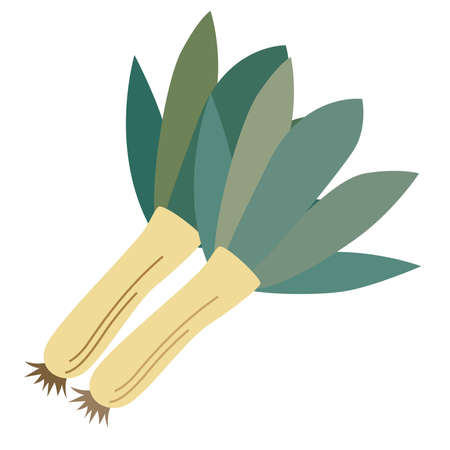 Shimonita Leek Vegetablesのイラスト素材