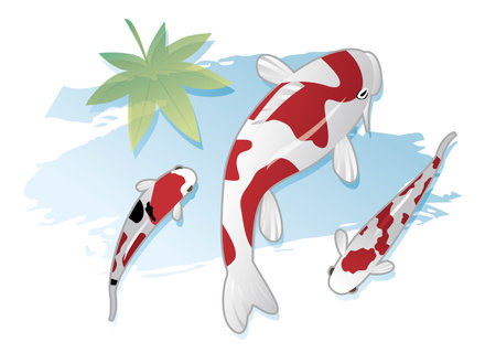 Koi Wafu Water Backgroundのイラスト素材