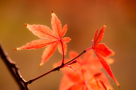 Japanese maple
