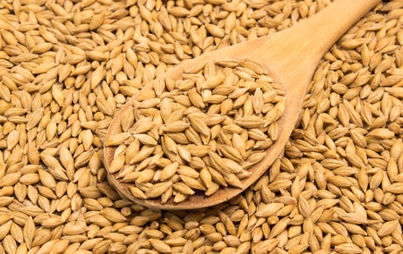diet supplements barley grain closeupの写真素材