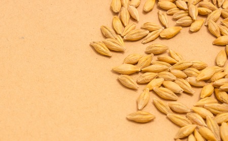 diet supplements barley grain close upの写真素材