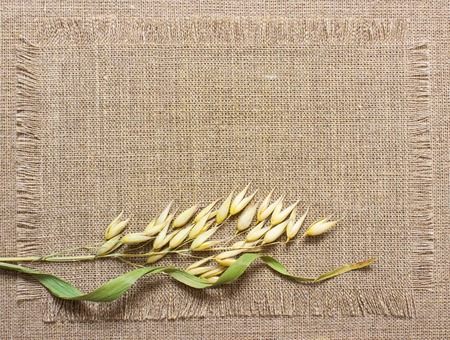 background texture of the canvas, with ears of grainの写真素材