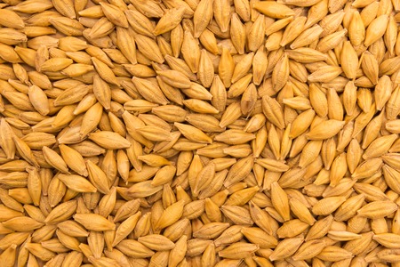 diet supplements barley grain close upの写真素材