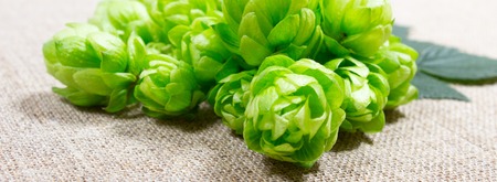 Fresh hops on canvas background, close up.