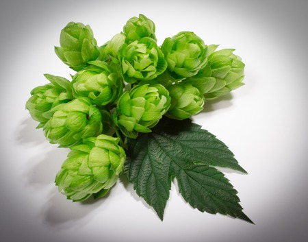 Fresh hops isolated on white background, closeup.の写真素材