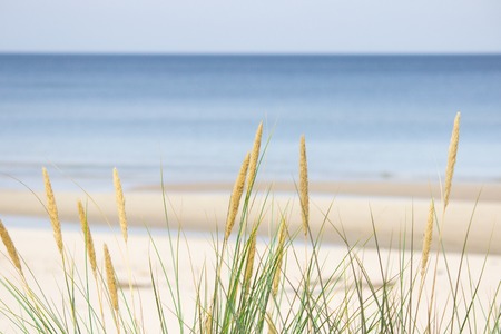 Summer sea view from behind the vegetationの写真素材