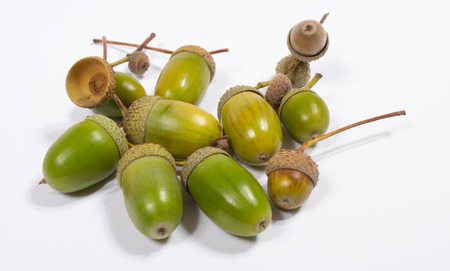 Fresh green acorns isolated on white background.の写真素材