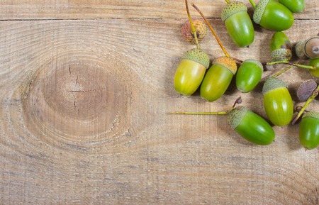 Fresh green acorns on a wooden background.