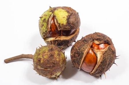 Fresh chestnut isolated on a white background.の写真素材