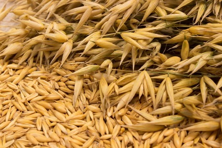 diet supplements oat grain close upの写真素材