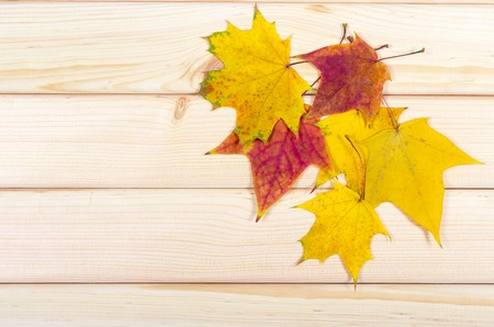 Autumn background with colored leaves on wooden boardの写真素材