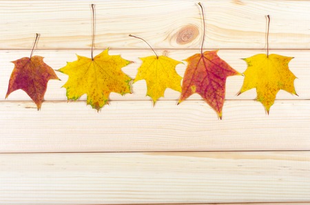 Autumn background with colored leaves on wooden boardの写真素材