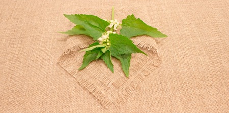 closeup on fresh green leaves nettle on background canvas