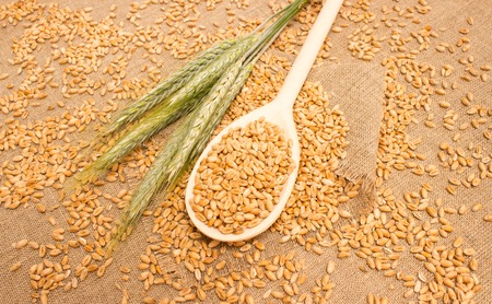 diet supplements wheat grain on canvasの写真素材