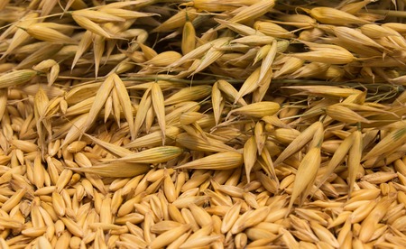 diet supplements oat grain close upの写真素材