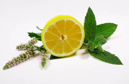 Closeup of fresh mint leaves isolated on whiteの写真素材