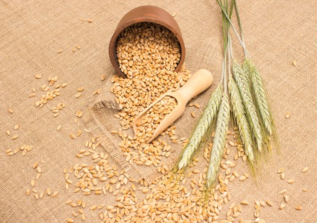 diet supplements wheat grain on canvasの写真素材