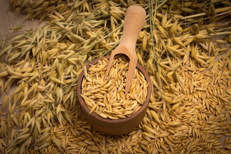 diet supplements oat grain close upの写真素材