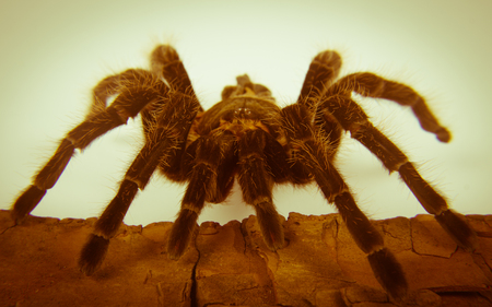Closeup of danger mexican spider (brachypelma albopilosum)の写真素材