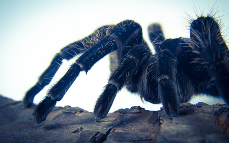 Closeup of danger mexican spider (brachypelma albopilosum)の写真素材