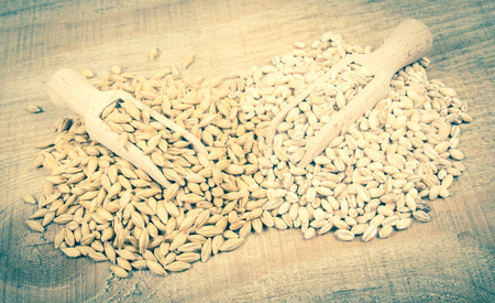 Barley seed or barley grains and pearl barley - CloseUp.の写真素材