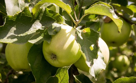 Apple orchard. Apples hanging on a branch.