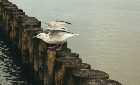 Baltic Sea - landscape by the sea. Sea waves.の写真素材