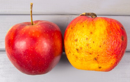 Fresh and old wrinkled apple on a gray wooden background.の写真素材