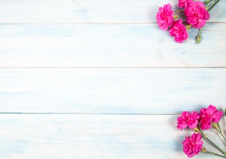 Background with live carnation flowers. A place for an inscription.の写真素材