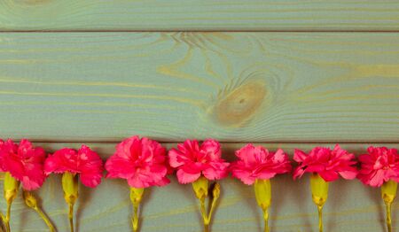 Background with live carnation flowers. A place for an inscription.の写真素材