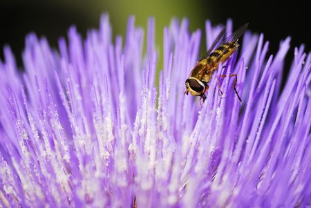 Wasp in flowerの写真素材