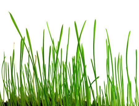 The green shoots of wheat isolated on a white backgroundの写真素材