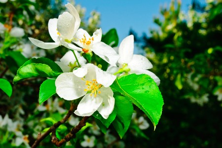 branches of apple trees with open flowers