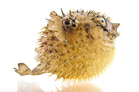 sea urchin on white backgroundの写真素材