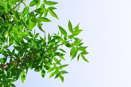 green foliage on background sky