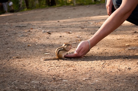 Little Chipmunk Feeding In Handの写真素材
