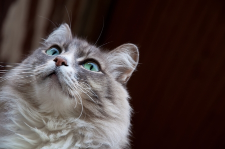 beautiful gray cat closely followingの写真素材