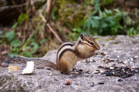 Chipmunk eats  seeds of the sunflowerの写真素材
