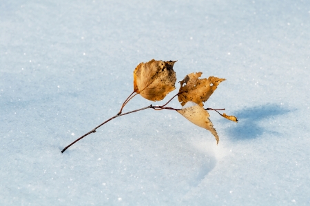 Yellow birch leaf on snowの写真素材